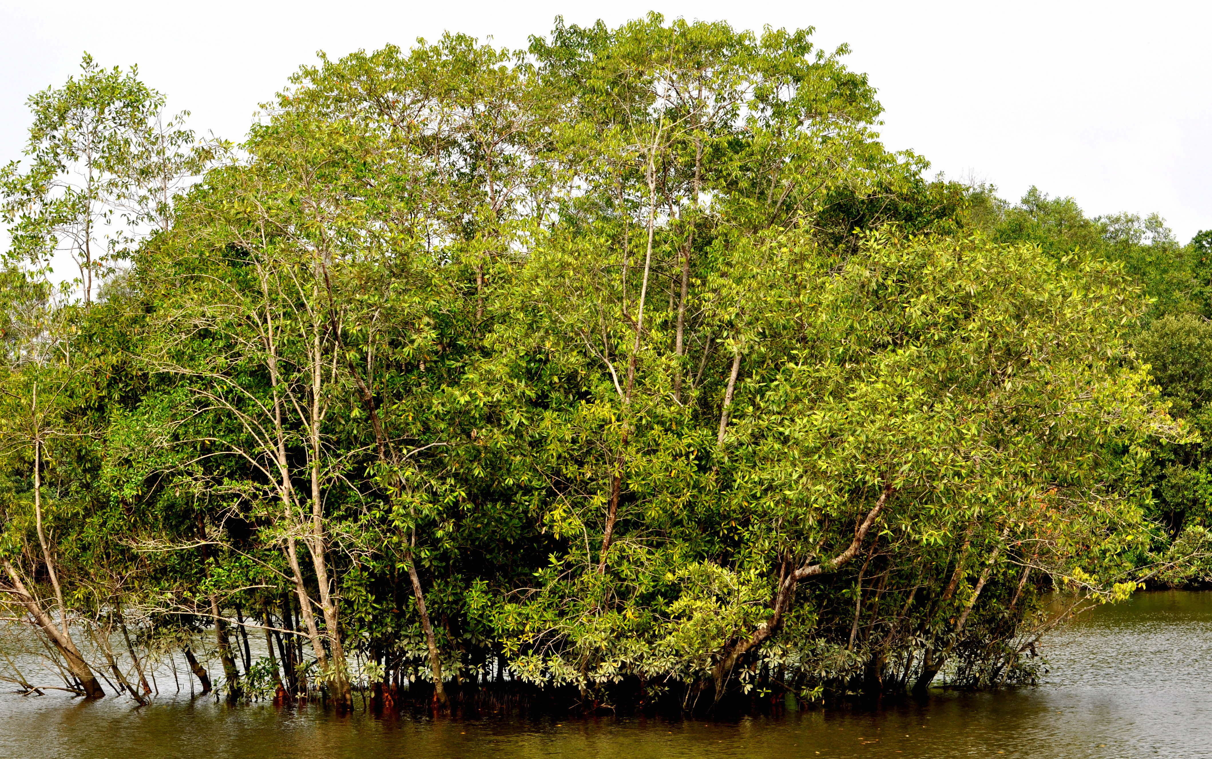 Our Mangroves